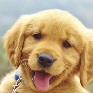 Meet your Posher, Sallie